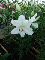 [4256 Indus No01.JPG]